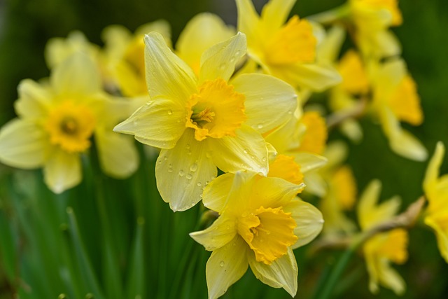 Nárcisz - Narcissus Tavaszi hagymás növények