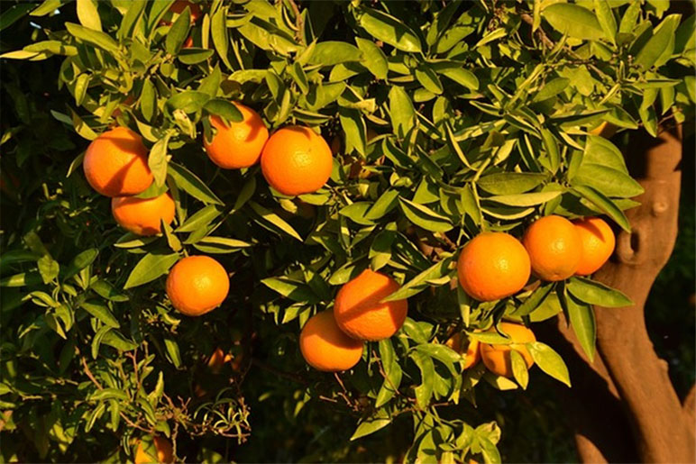 Citrusfélék