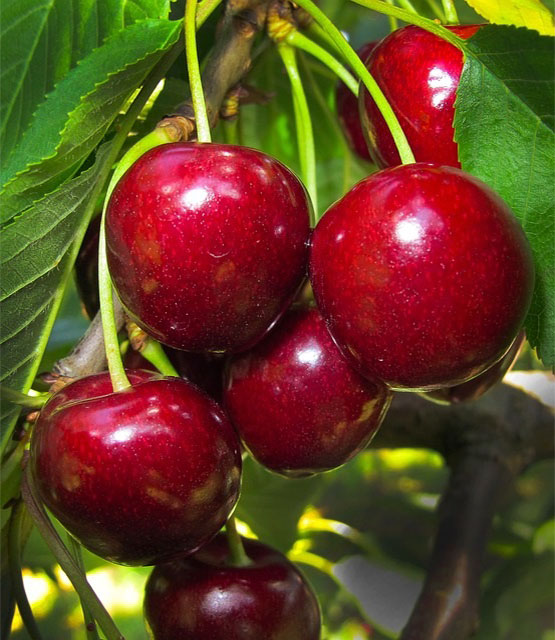 Citrusfélék