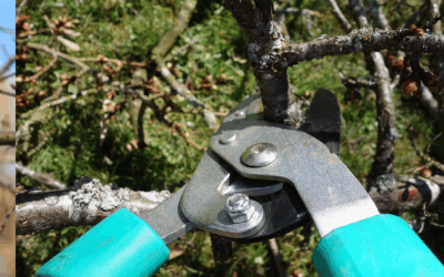Gyümölcsfák metszése tavasszal